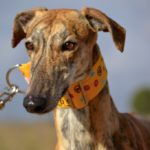 Photo de RUBIA, un lévrier à adopté