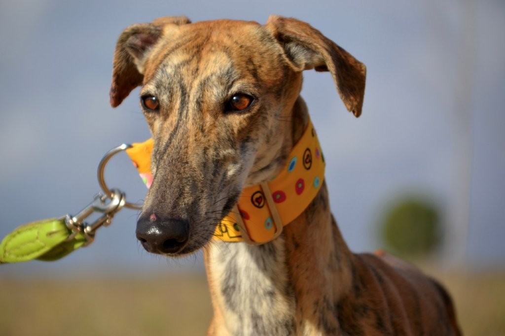 Photo de RUBIA, un lévrier en attente d adoption