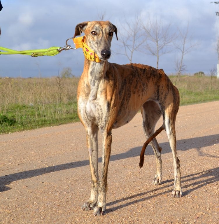 Photo de RUBIA, un lévrier en attente d adoption
