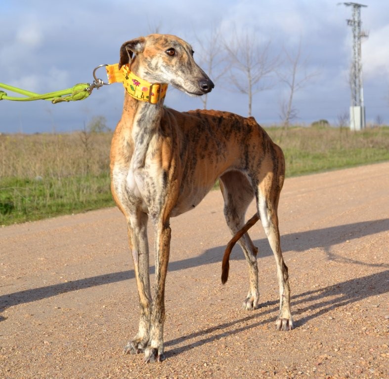 Photo de RUBIA, un lévrier en attente d adoption