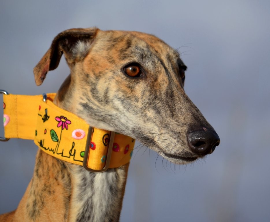 Photo de RUBIA, un lévrier en attente d adoption