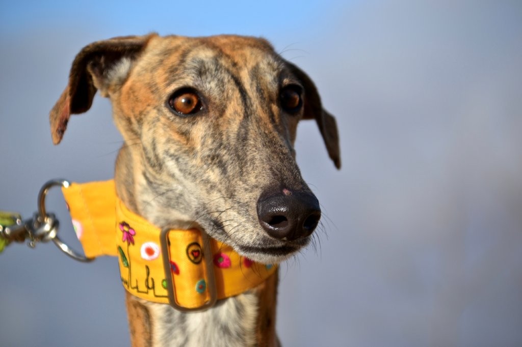Photo de RUBIA, un lévrier en attente d adoption