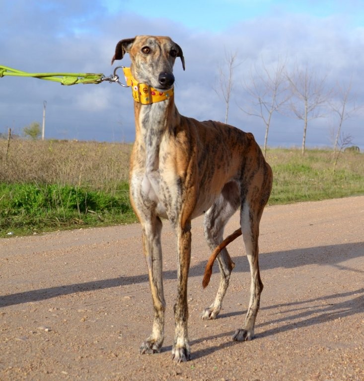 Photo de RUBIA, un lévrier en attente d adoption