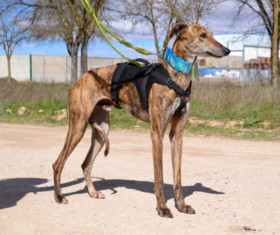 Photo de TOMMI, un lévrier en attente d adoption