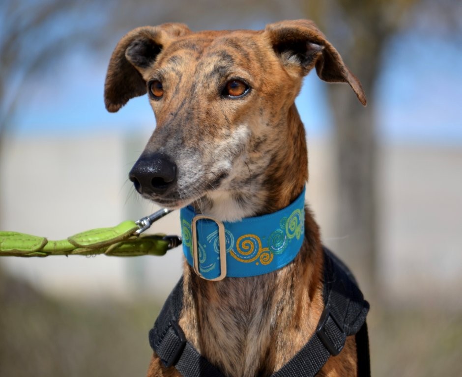 Photo de TOMMI, un lévrier en attente d adoption