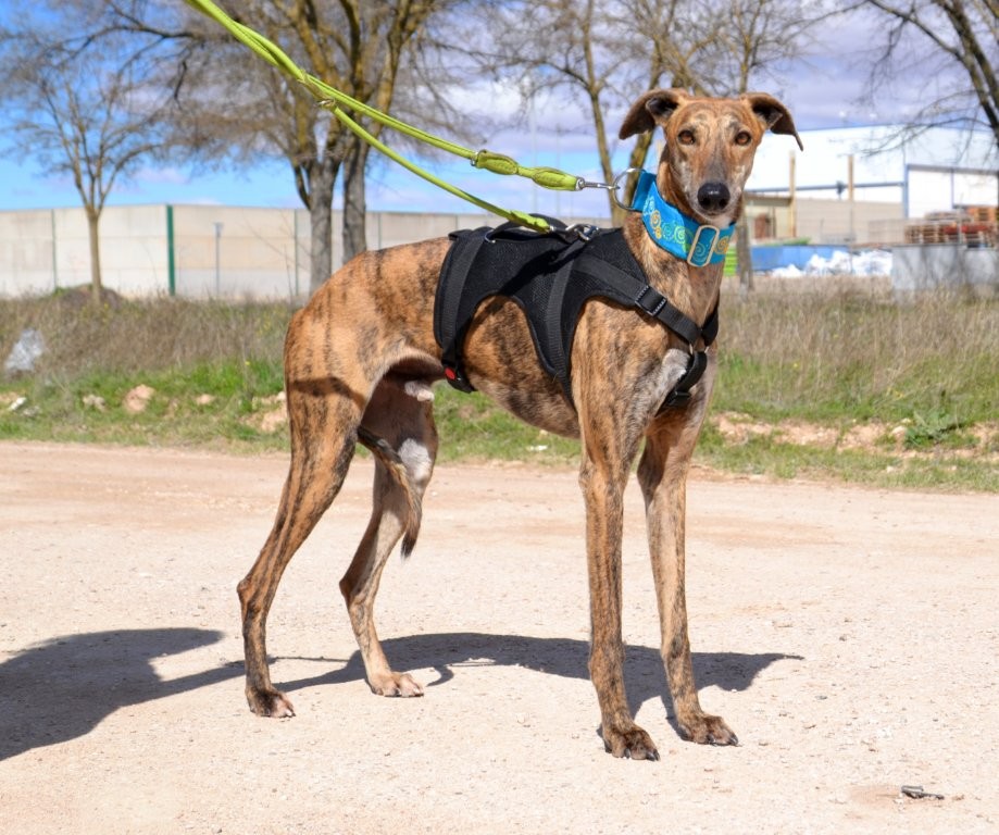 Photo de TOMMI, un lévrier en attente d adoption