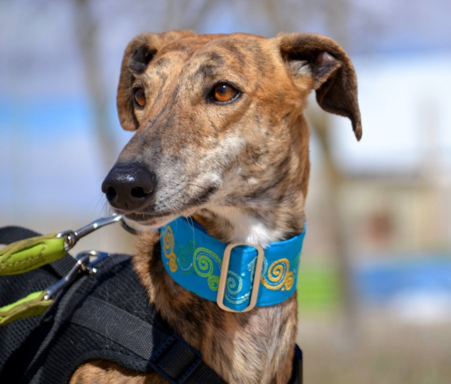 Photo de TOMMI, un lévrier en attente d adoption
