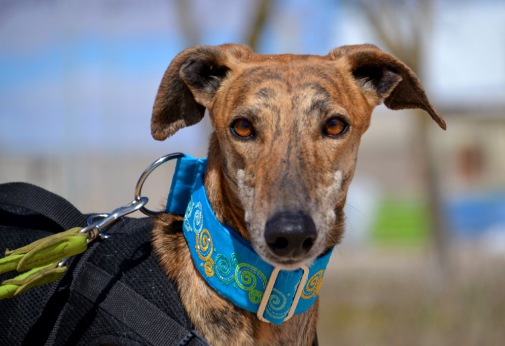Photo de TOMMI, un lévrier en attente d adoption