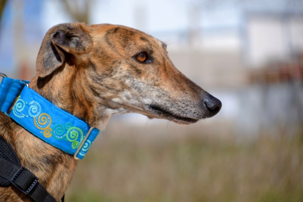 Photo de TOMMI, un lévrier en attente d adoption