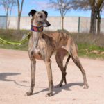 Photo de TRINI, un lévrier à adopté