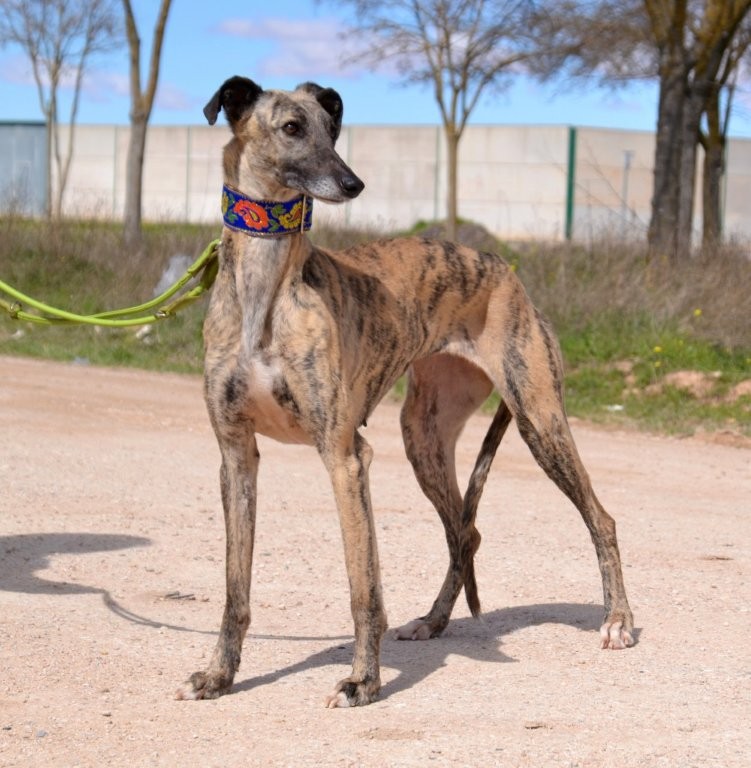 Photo de TRINI, un lévrier en attente d adoption