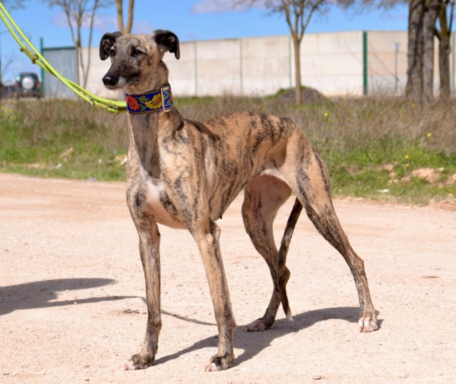 Photo de TRINI, un lévrier en attente d adoption