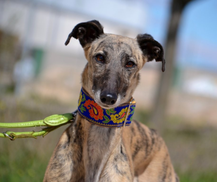 Photo de TRINI, un lévrier en attente d adoption