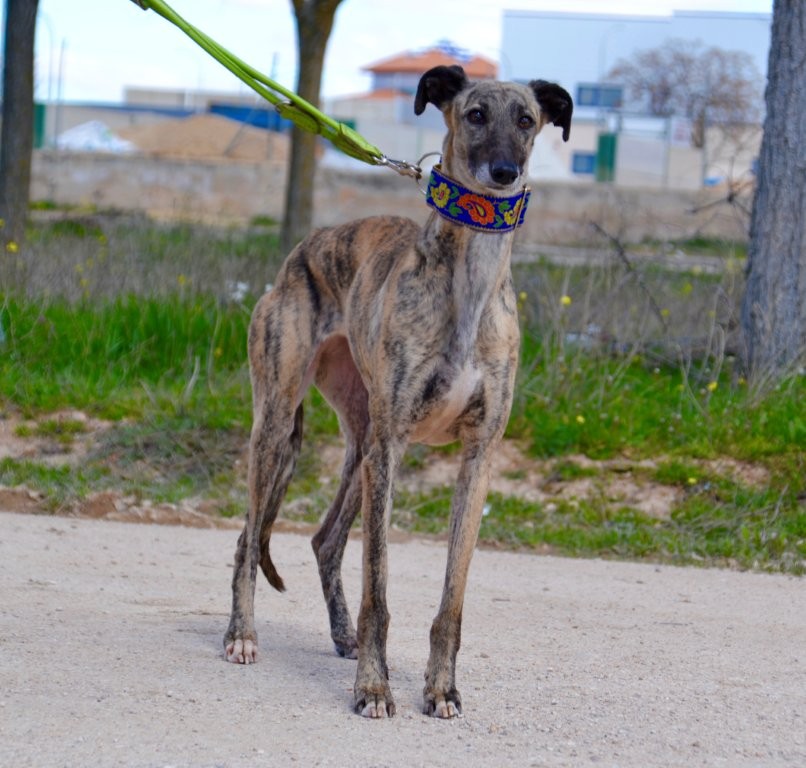 Photo de TRINI, un lévrier en attente d adoption