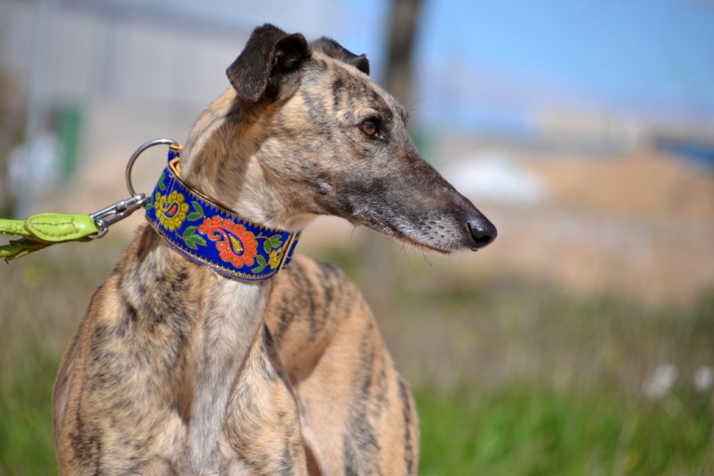 Photo de TRINI, un lévrier en attente d adoption