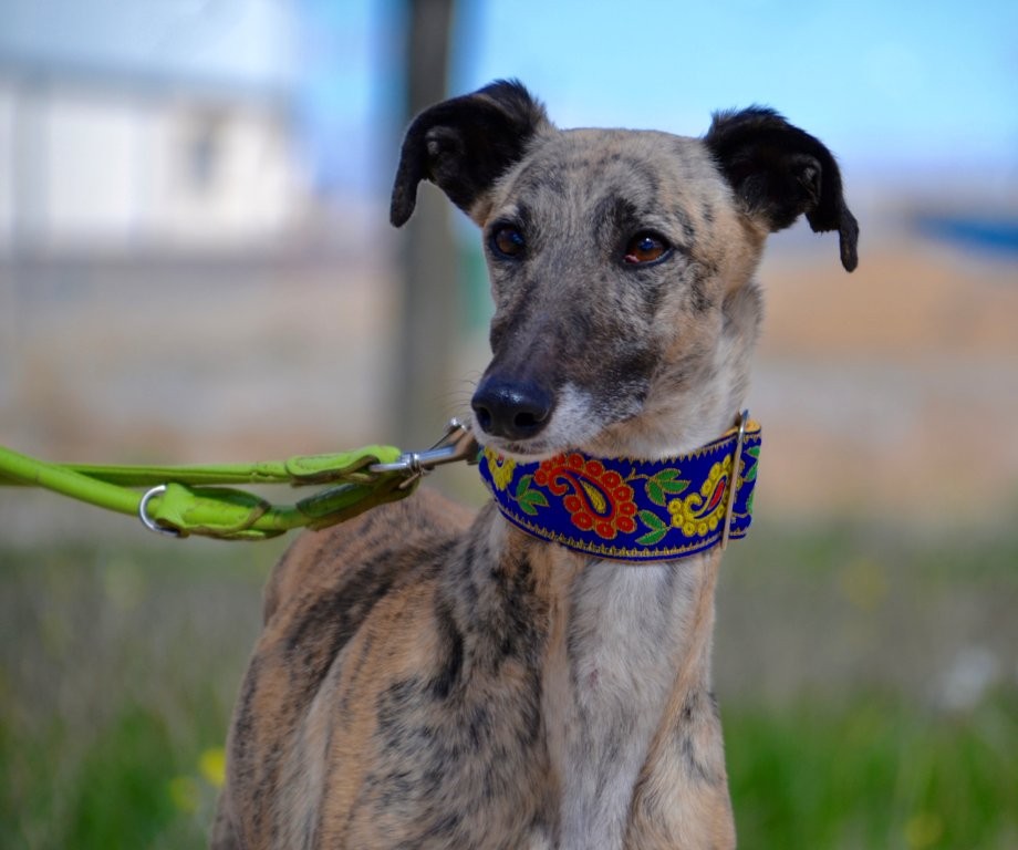 Photo de TRINI, un lévrier en attente d adoption