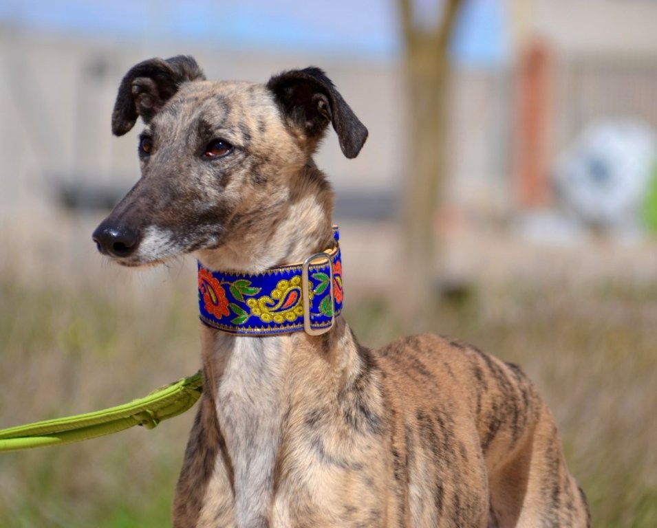 Photo de TRINI, un lévrier en attente d adoption