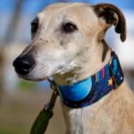 Photo de YAYO, un lévrier à adopté