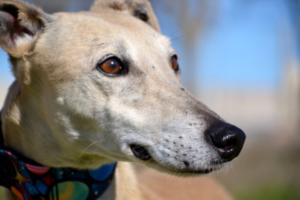 Photo de YAYO, un lévrier en attente d adoption