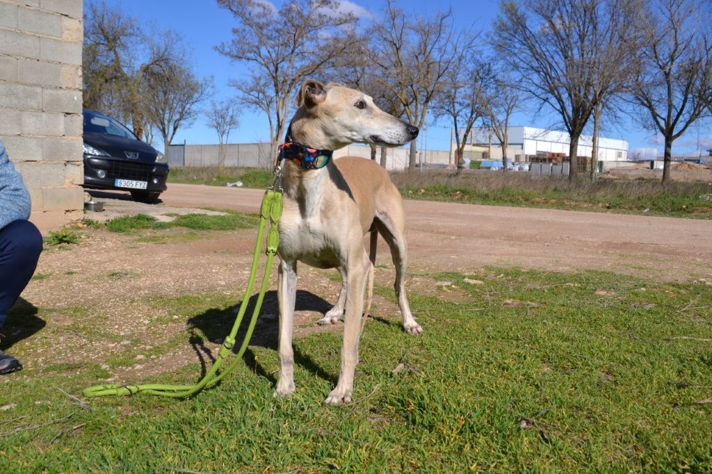 Photo de YAYO, un lévrier en attente d adoption