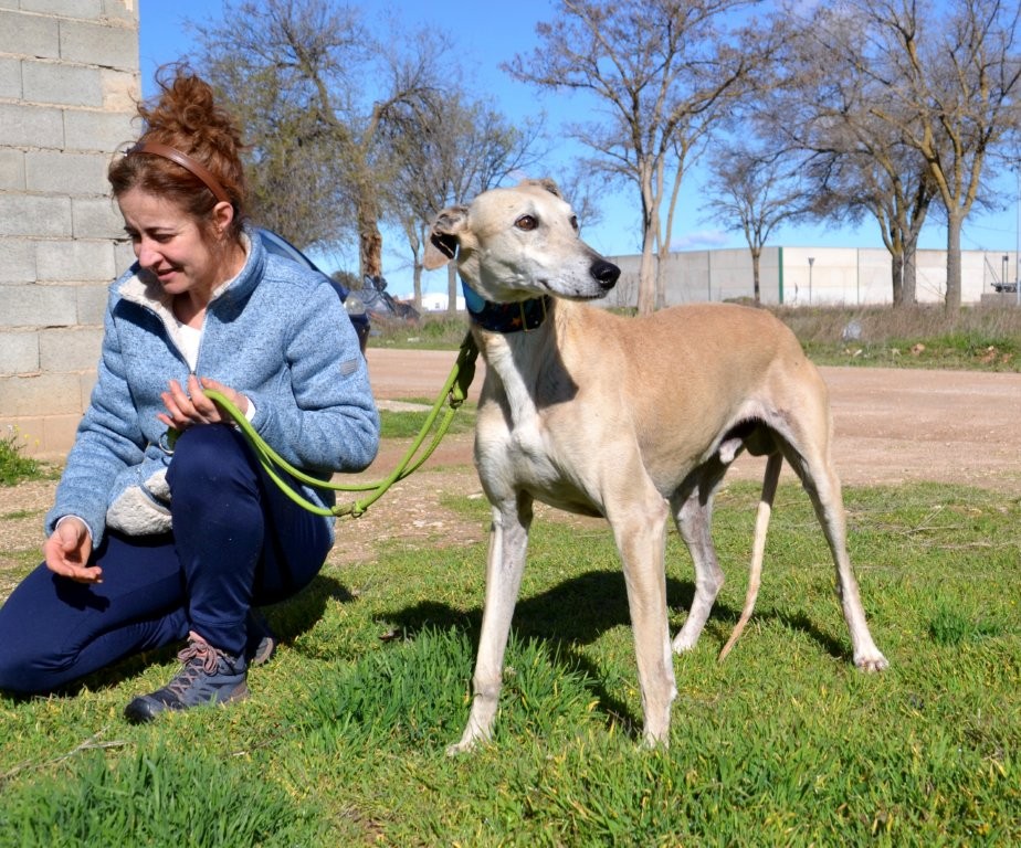Photo de YAYO, un lévrier en attente d adoption