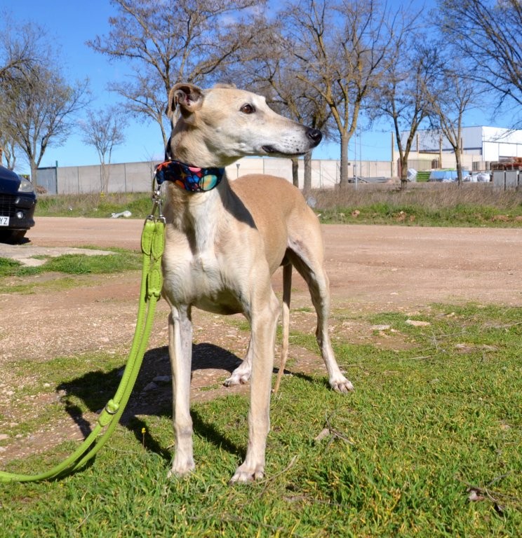 Photo de YAYO, un lévrier en attente d adoption