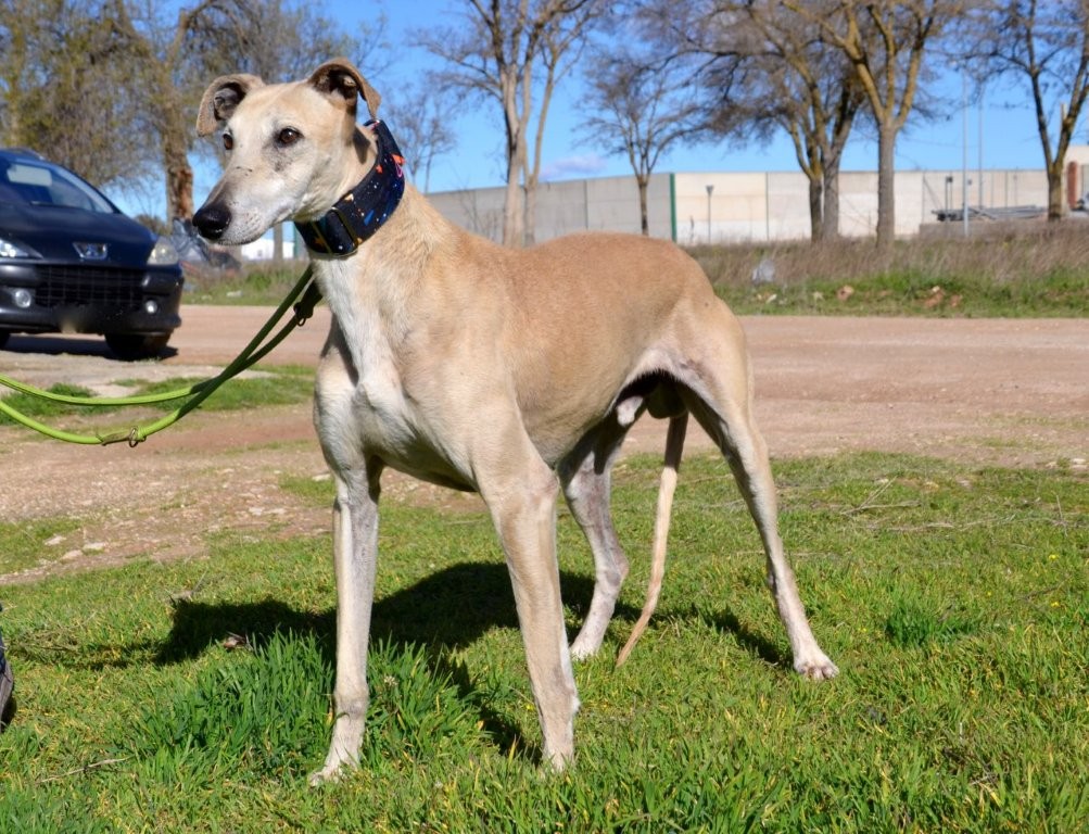 Photo de YAYO, un lévrier en attente d adoption