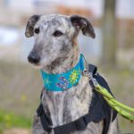 Photo de BABY, un lévrier à adopté