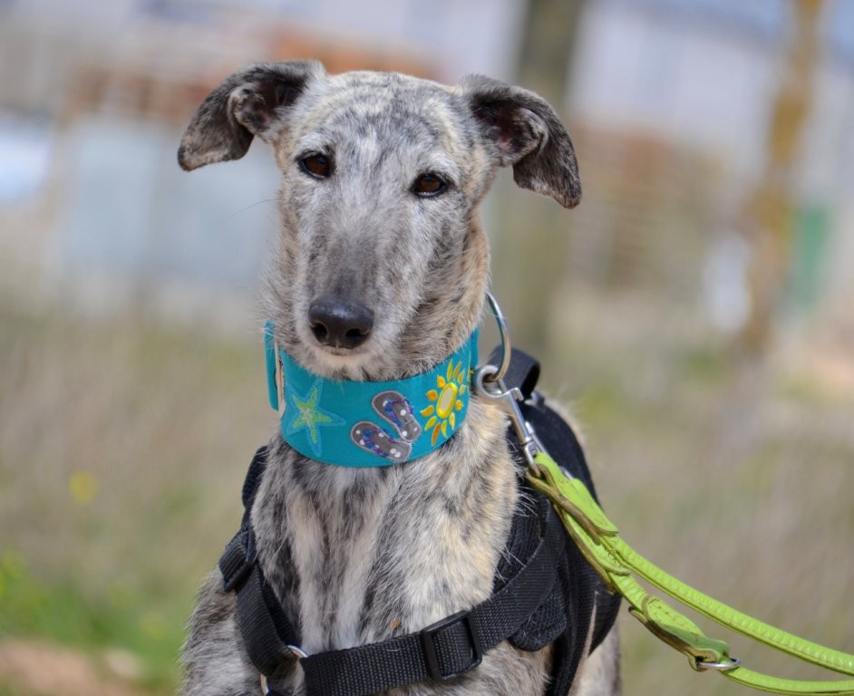 Photo de BABY, un lévrier en attente d adoption