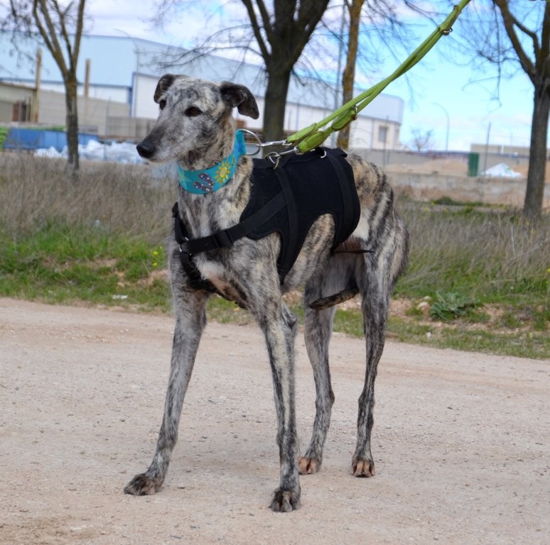 Photo de BABY, un lévrier en attente d adoption