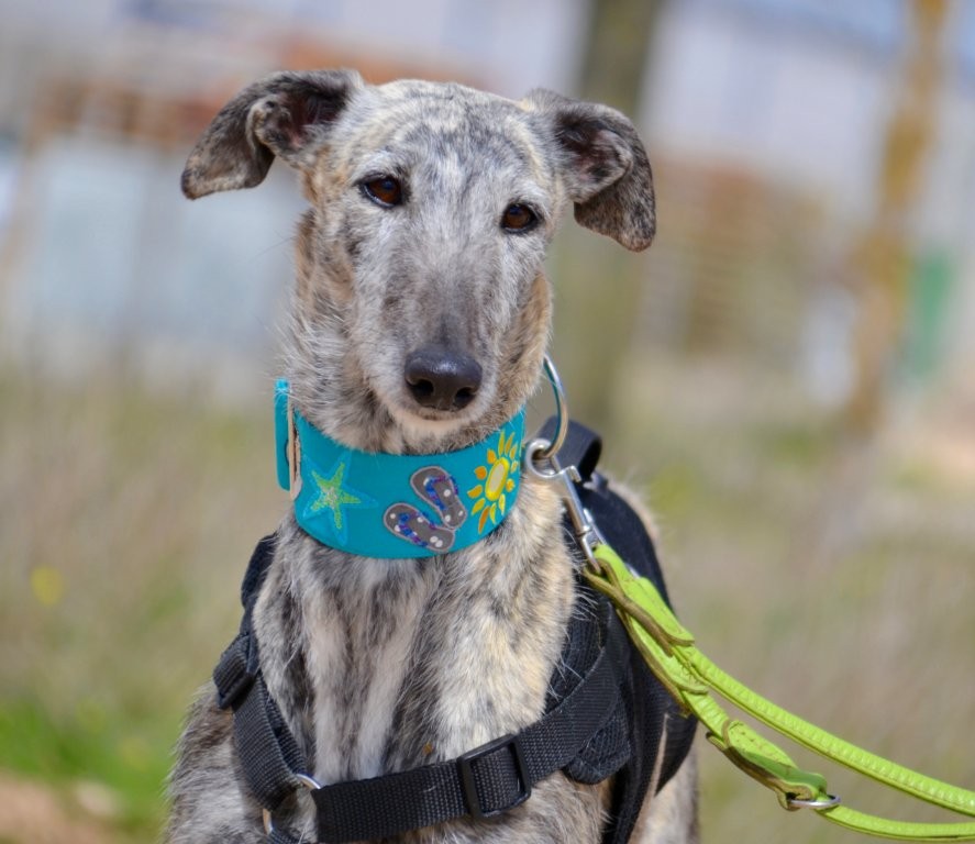 Photo de BABY, un lévrier en attente d adoption
