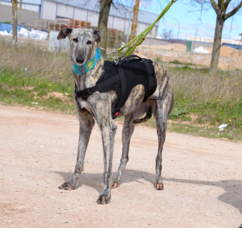 Photo de BABY, un lévrier en attente d adoption