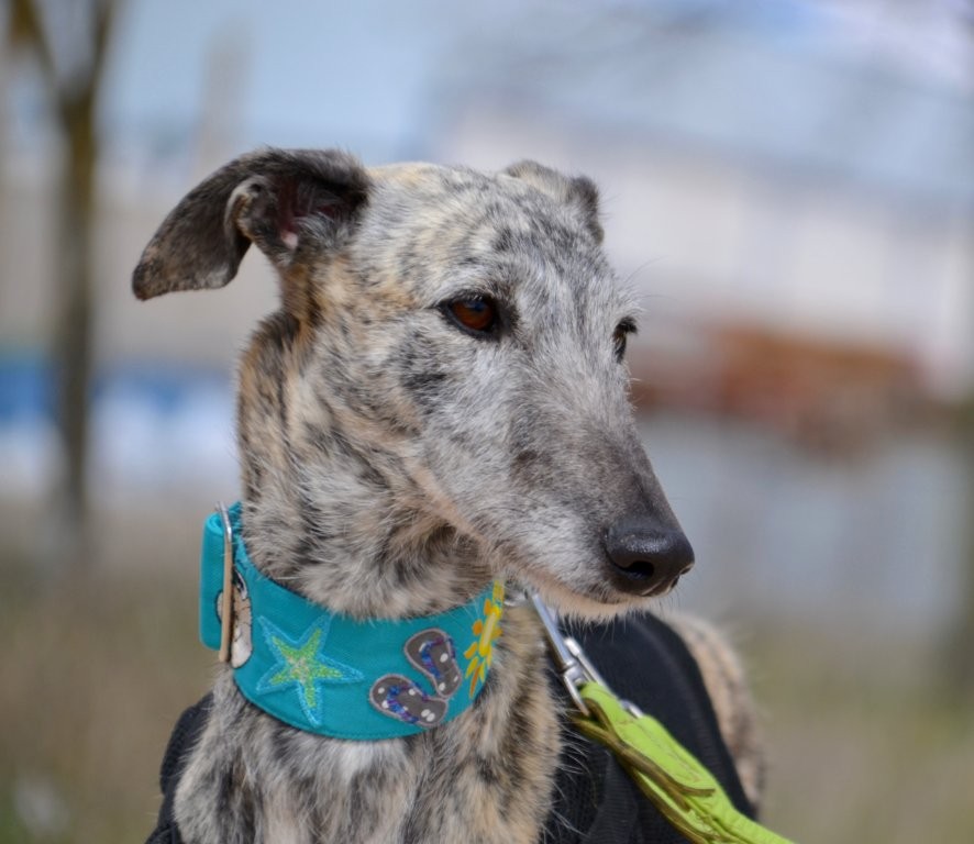 Photo de BABY, un lévrier en attente d adoption