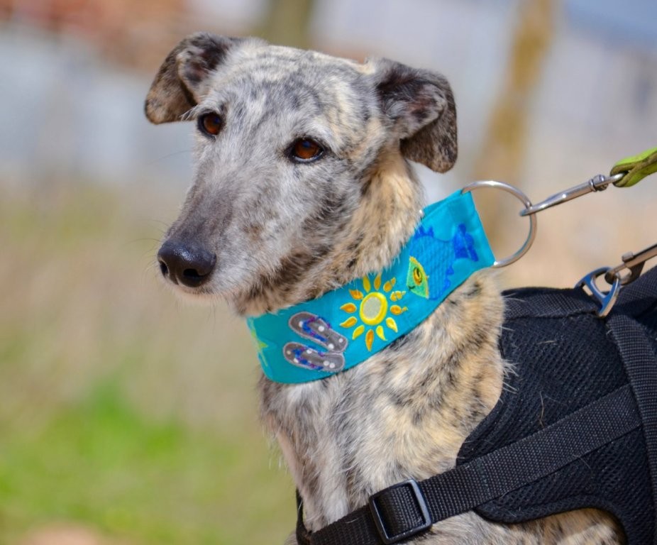 Photo de BABY, un lévrier en attente d adoption