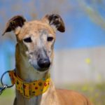 Photo de BORIS, un lévrier à adopté