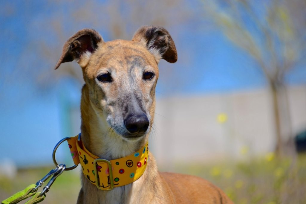 Photo de BORIS, un lévrier en attente d adoption