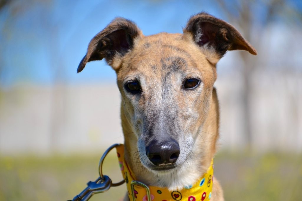 Photo de BORIS, un lévrier en attente d adoption