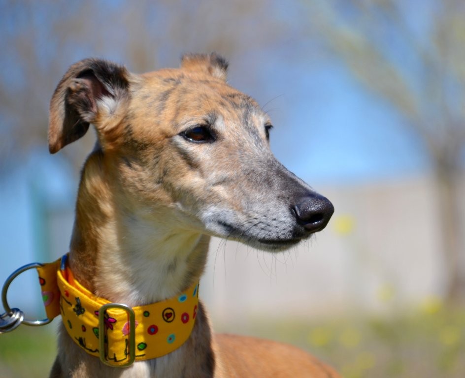 Photo de BORIS, un lévrier en attente d adoption