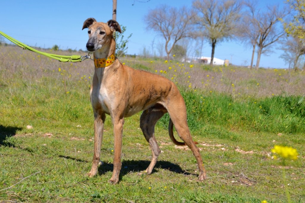 Photo de BORIS, un lévrier en attente d adoption