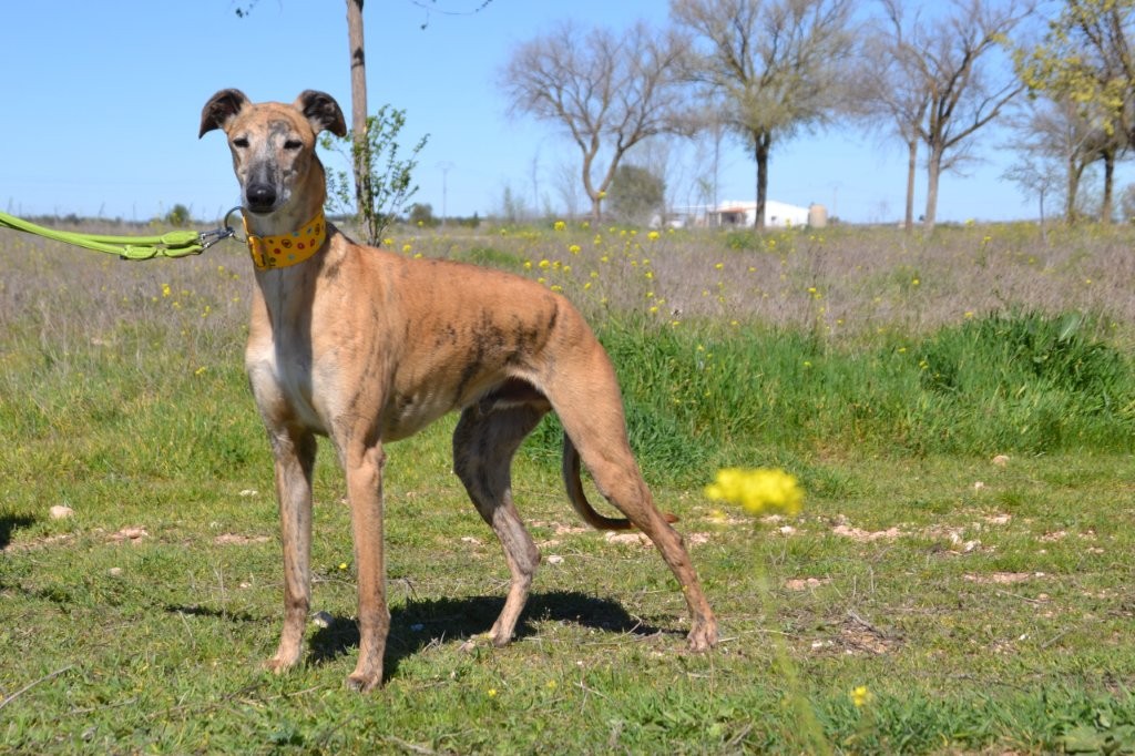 Photo de BORIS, un lévrier en attente d adoption