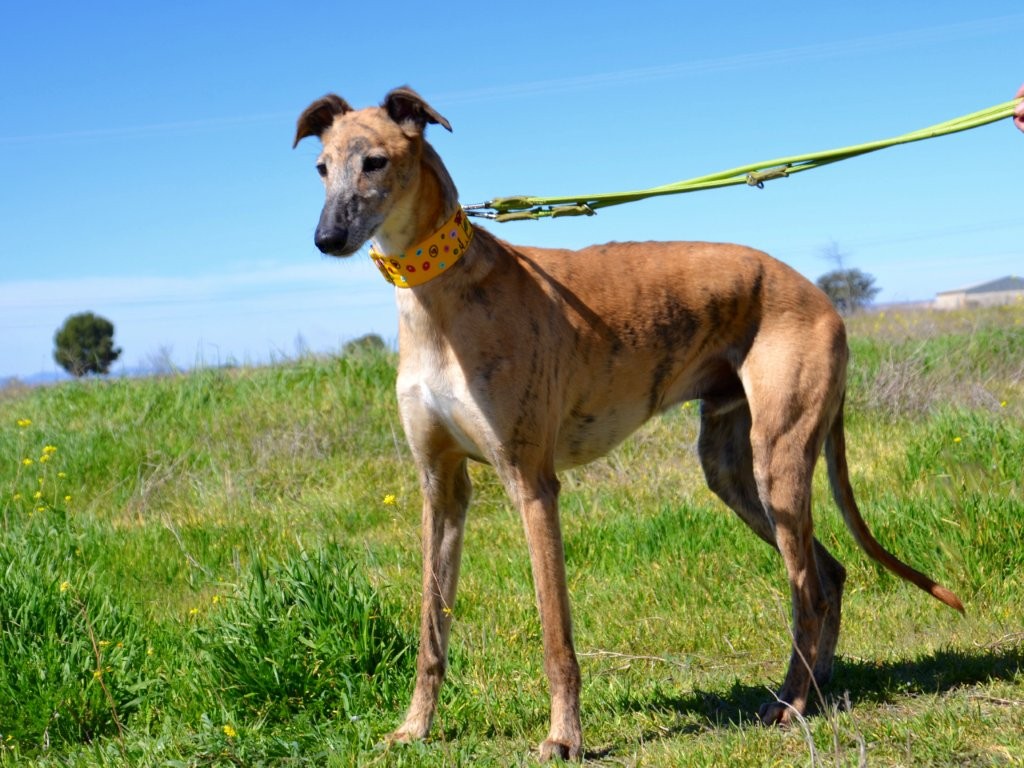 Photo de BORIS, un lévrier en attente d adoption