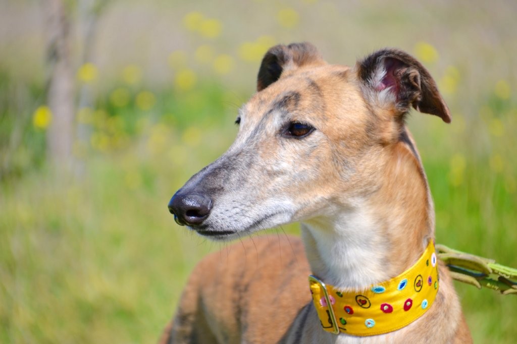 Photo de BORIS, un lévrier en attente d adoption