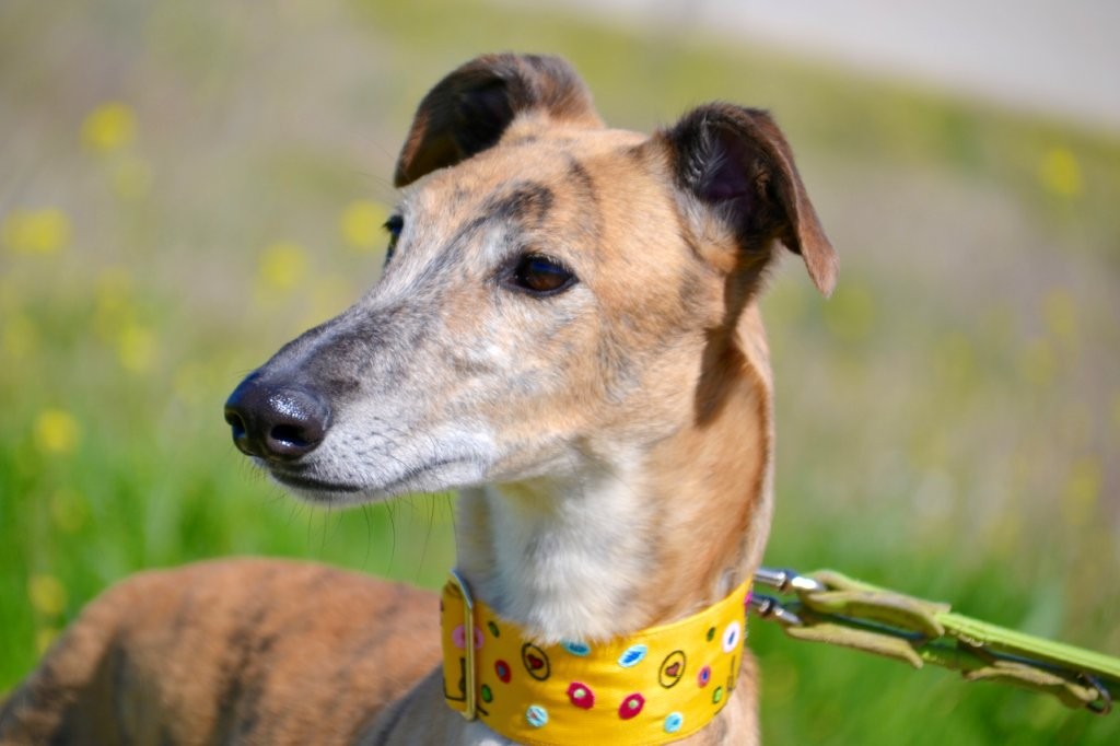 Photo de BORIS, un lévrier en attente d adoption