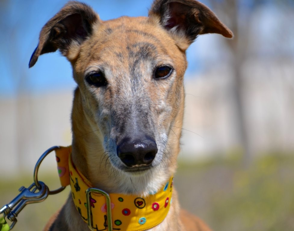 Photo de BORIS, un lévrier en attente d adoption