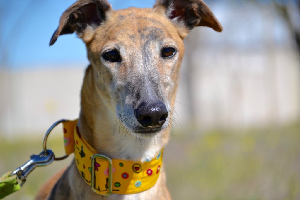 Photo de BORIS, un lévrier en attente d adoption