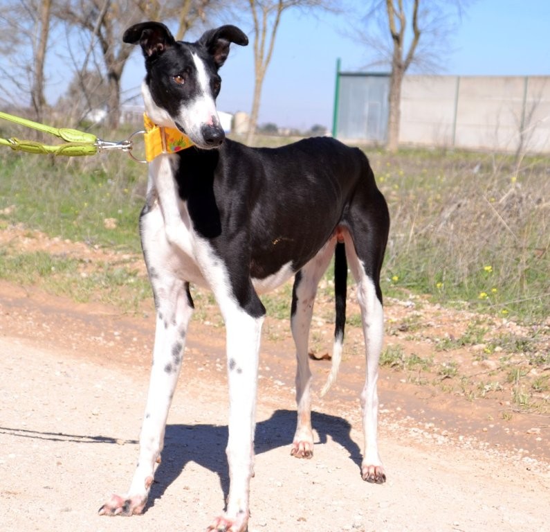 Photo de DOMINGO, un lévrier en attente d adoption