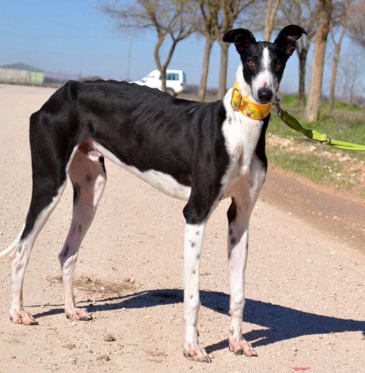 Photo de DOMINGO, un lévrier en attente d adoption