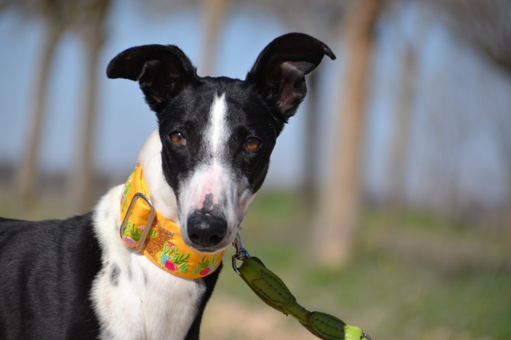 Photo de DOMINGO, un lévrier en attente d adoption