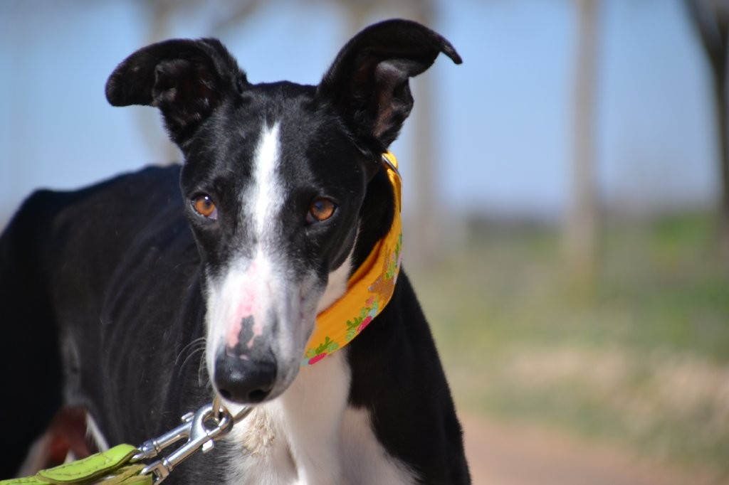 Photo de DOMINGO, un lévrier en attente d adoption