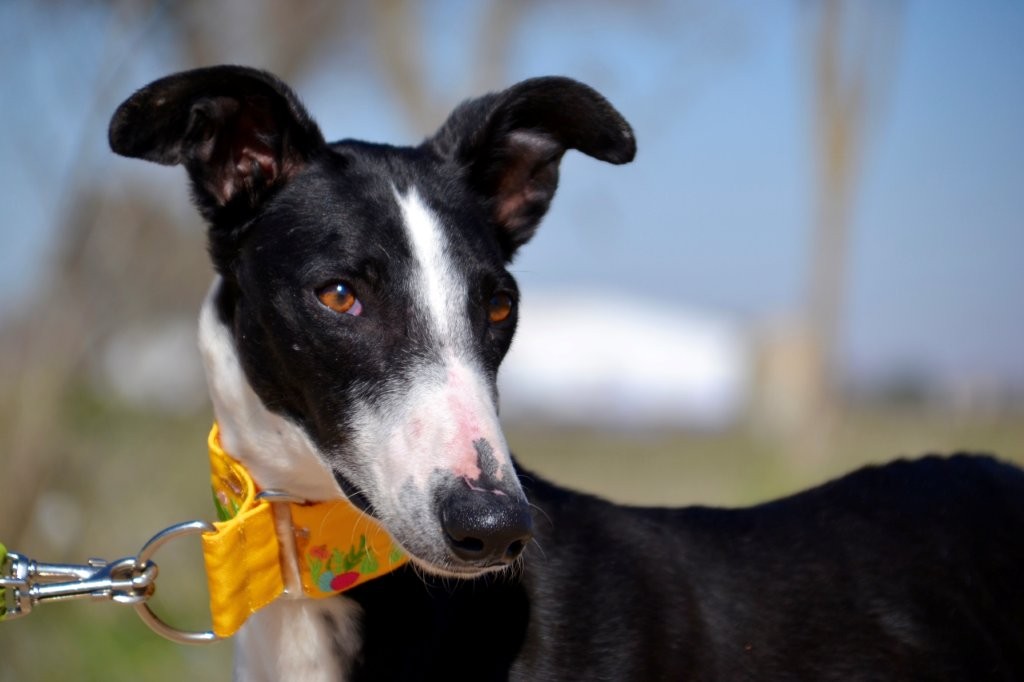 Photo de DOMINGO, un lévrier en attente d adoption